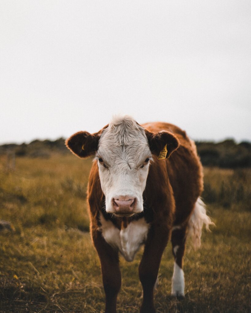 Cow